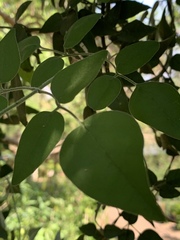 Jasminum fluminense fluminense