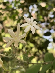 Jasminum fluminense fluminense