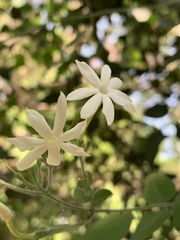 Jasminum fluminense fluminense