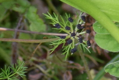Trachydium roylei
