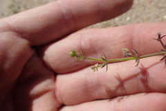 Galium aparine