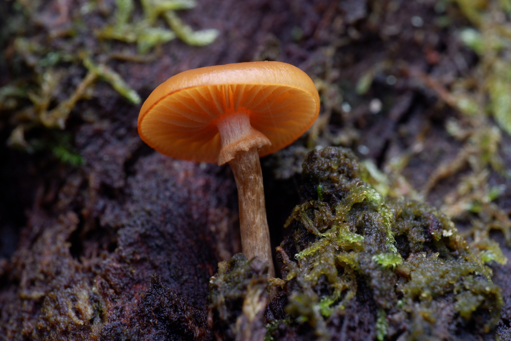 Galerina patagonica · July 2025 · photo: © celadonfern (iNaturalist, cc-by)