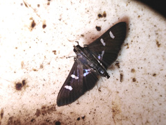 Desmia ploralis