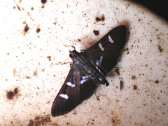 Desmia ploralis