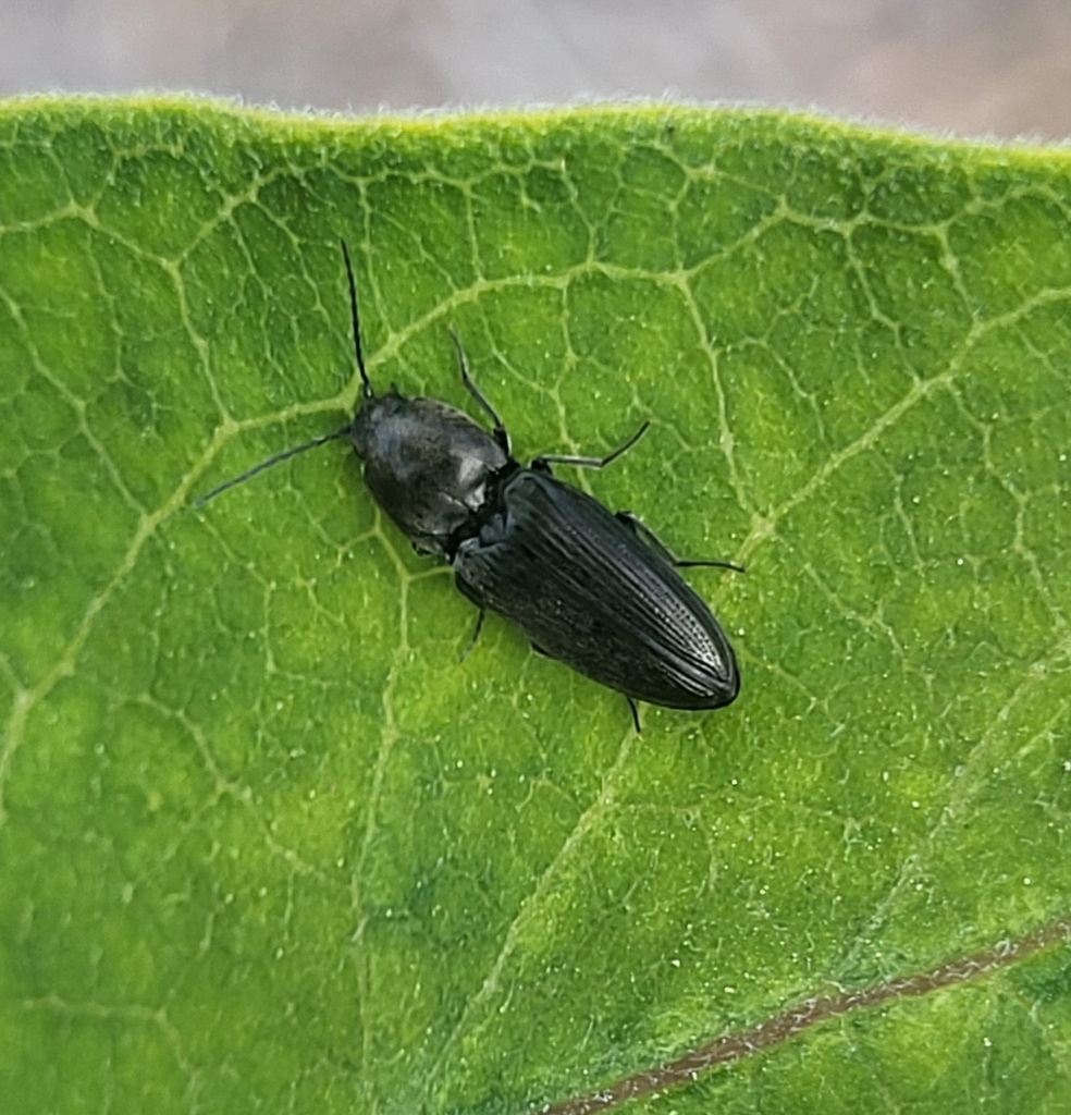 Cardiophorus gagates