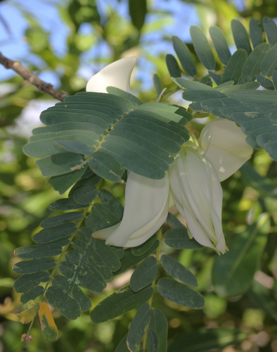 Sesbania grandiflora, photograph 3