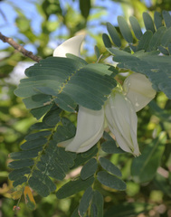 Sesbania grandiflora, photograph (c) Ian Cowie, some rights reserved (CC BY)