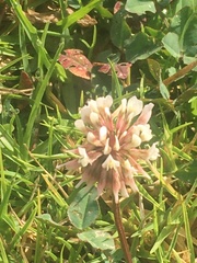 Trifolium repens