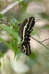 Papilio delalandei