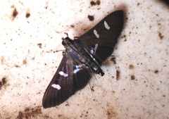Desmia ploralis