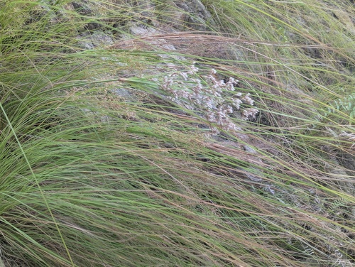 Oriental fountain grass (Cenchrus orientalis)