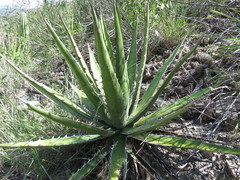 Agave kerchovei