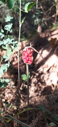 Arum korolkowii, photograph 6
