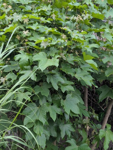 Brassaiopsis hainla (Brassaiopsis hainla)