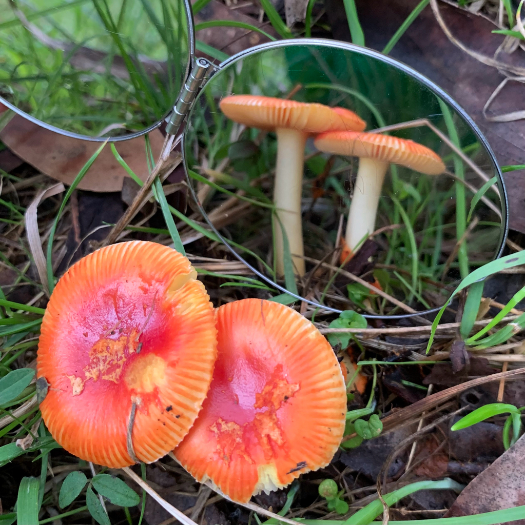 Amanita xanthocephala · July 2025 · photo: © celadonfern (iNaturalist, cc-by)