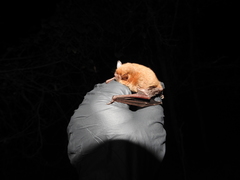 Myotis austroriparius