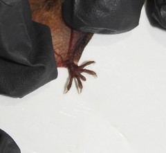 Myotis austroriparius