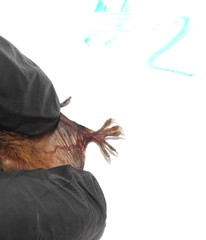 Myotis austroriparius