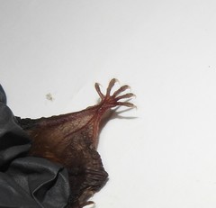 Myotis austroriparius