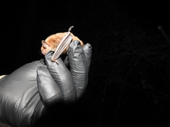 Myotis austroriparius