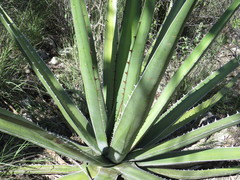 Agave kerchovei