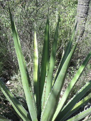 Agave kerchovei