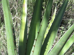 Agave kerchovei