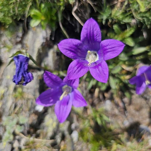 Campanula saxifraga, photograph 3