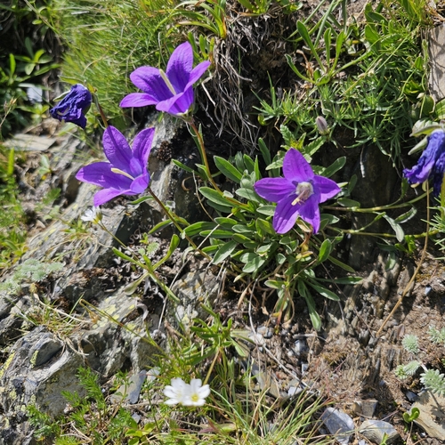 Campanula saxifraga, photograph 4