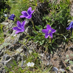 Campanula saxifraga, photograph (c) Юлия Захаренко, some rights reserved (CC BY)