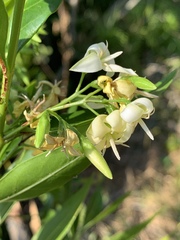 Kraussia floribunda