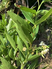 Kraussia floribunda
