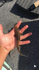 Acipenser fulvescens