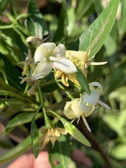 Kraussia floribunda