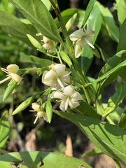 Kraussia floribunda