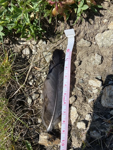 Plume de Chocard à bec jaune