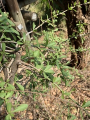 Gymnosporia maranguensis