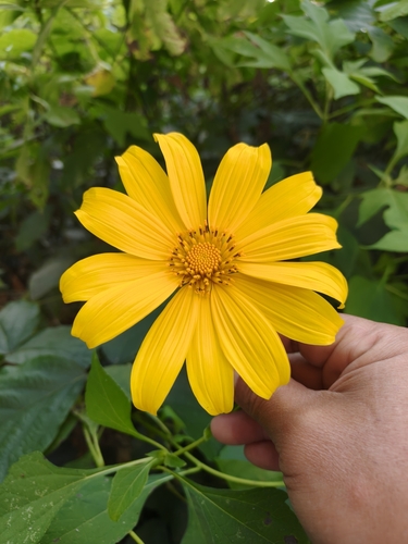 Mexican sunflower
