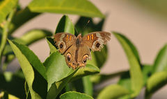 Junonia coenia