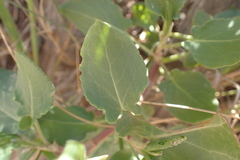Rumex roseus