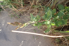 Rumex roseus