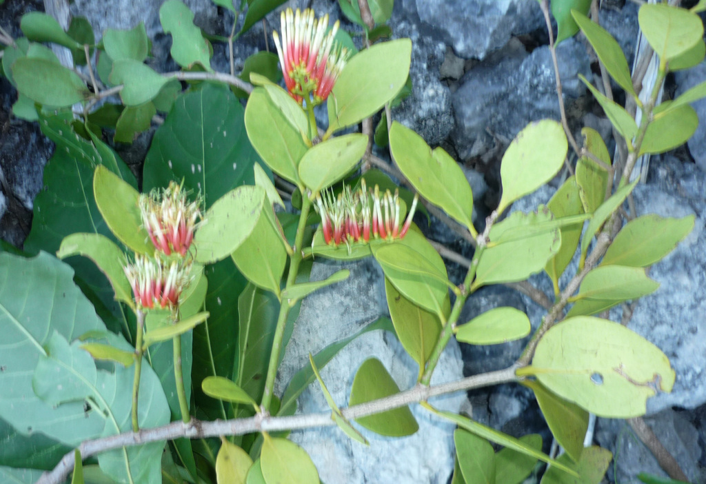 Decaisnina triflora (Decaisnina triflora)