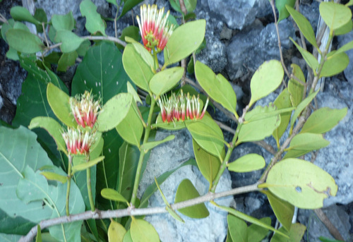 Decaisnina triflora observed 2015-05-16