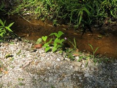 Ipomoea × leucantha