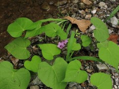 Ipomoea × leucantha