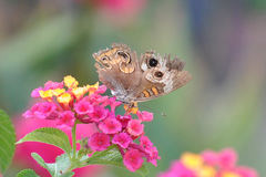 Junonia coenia