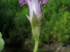 Ipomoea × leucantha