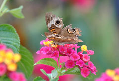 Junonia coenia