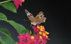 Junonia coenia