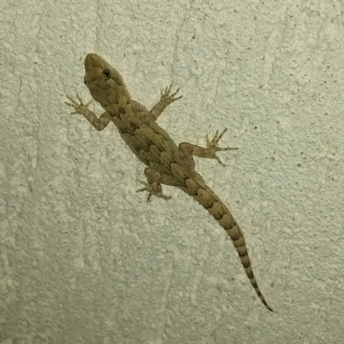 Mediterranean Thin-toed Gecko, 4292 Dobri dol, Bulgaria, photo 6 of 10